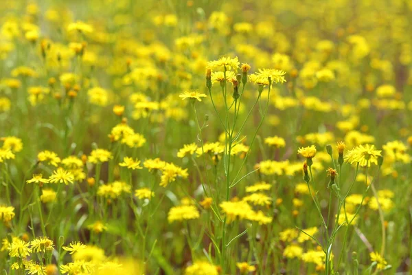 Crepis Brom. Dar yapraklı hawkmoth Sibirya'da çayırda
