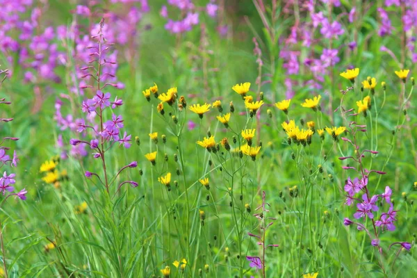 Wild flowers in the summer on the Yamal Peninsula — Stock Photo, Image
