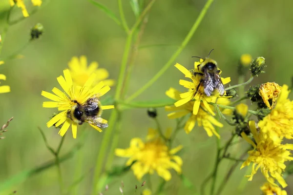 Dos de los abejorros en las flores de Crepis tectorum en su — Foto de Stock