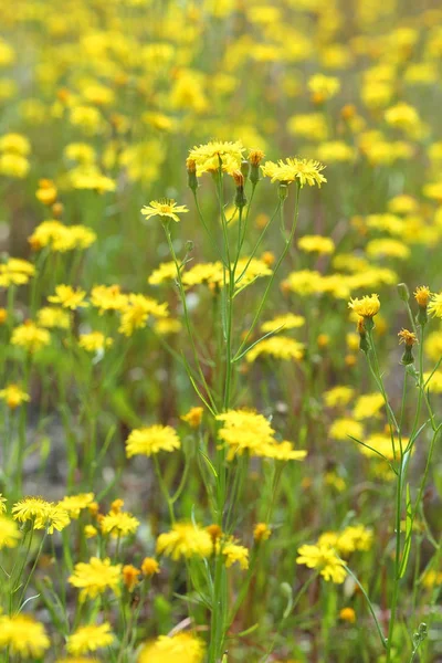 Crepis tectorum입니다. Y에 피 좁은 잎이 달린 hawkmoth 여름 — 스톡 사진