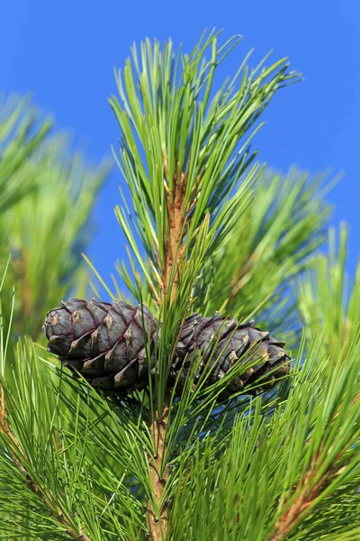 The cedar branch with cones in the summer in Siberia — Stock Photo, Image