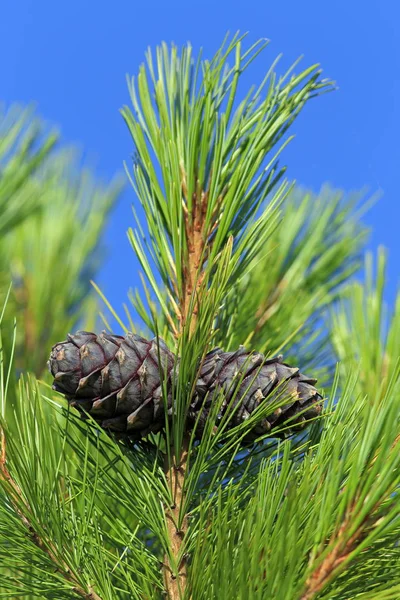 Grenen ceder med kottar på sommaren i Sibirien — Stockfoto