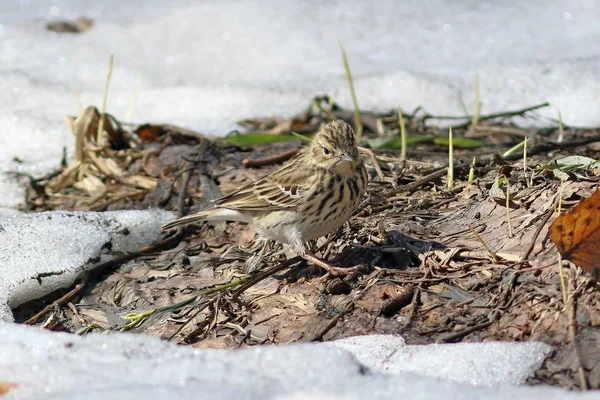 Anthus trivialis. Tree Pipit Soleado día de primavera en el Altai —  Fotos de Stock