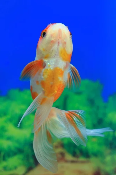 Акваріумна риба червона пливе до поверхні води — стокове фото