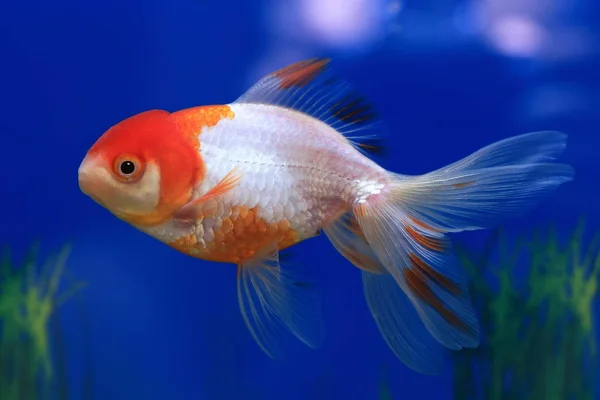 Carassius gibelio forma auratus. Färgglada akvariefiskar — Stockfoto