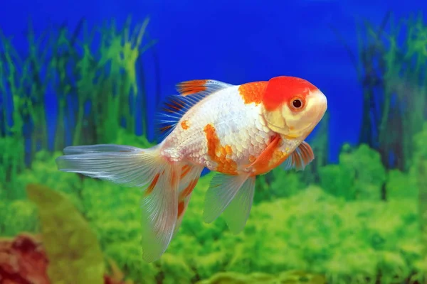 Akvarijní ryby červené víčko v profilu — Stock fotografie