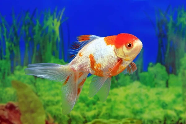 Peces de acuario gorra roja en perfil — Foto de Stock