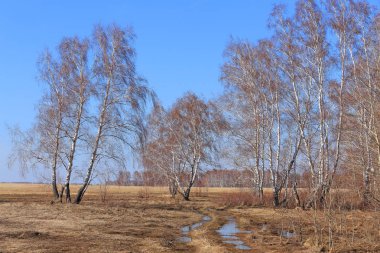 Rusya Federasyonu altay bölgesinde bahar manzara