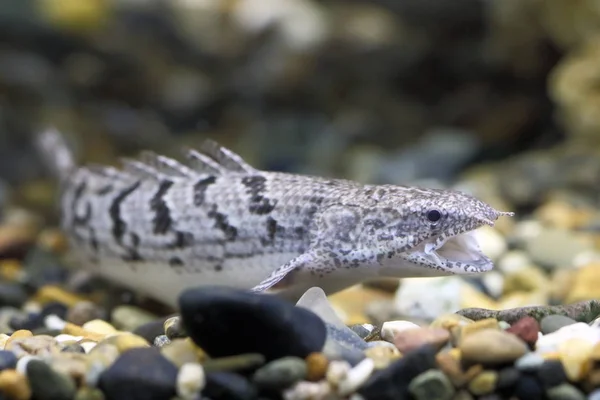 Ondersoort: Polypterus delhezi. Tropische vissen in het interieur van de tank — Stockfoto