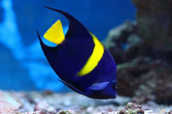 Pomacanthus asfur. Tropikal balık Arap melek portre