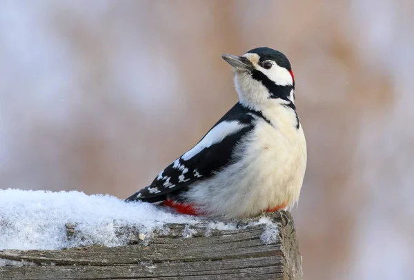 Dendrocopos större. Manliga hackspett sitter på — Stockfoto