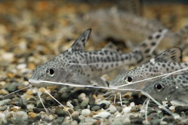 Synodontis alberti. Üç akvaryum balık bak