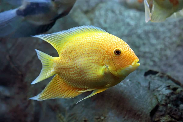 Heros efasciatus. Cichlid severo perto na água — Fotografia de Stock