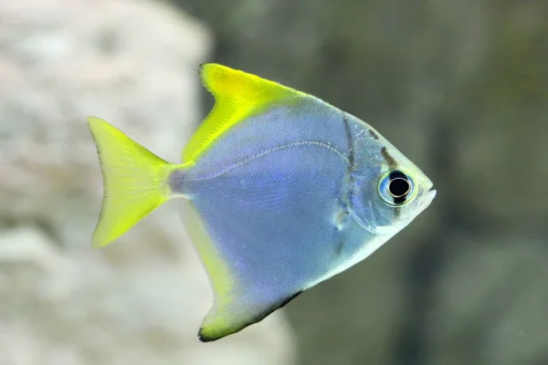 Monodactylus argenteus. Prata colorido peixe-sinal no aquário — Fotografia de Stock