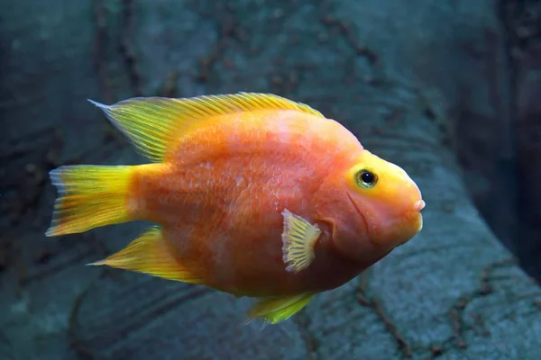 Röd papegoja ciklid. Akvarium fiskar färgglad papegoja närbild — Stockfoto