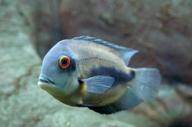 Uaru amphiacanthoides. Güney Amerika balık portre