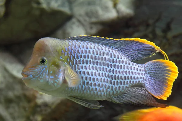 Andinoacara rivulatus. Colorido acara turquesa close up — Fotografia de Stock