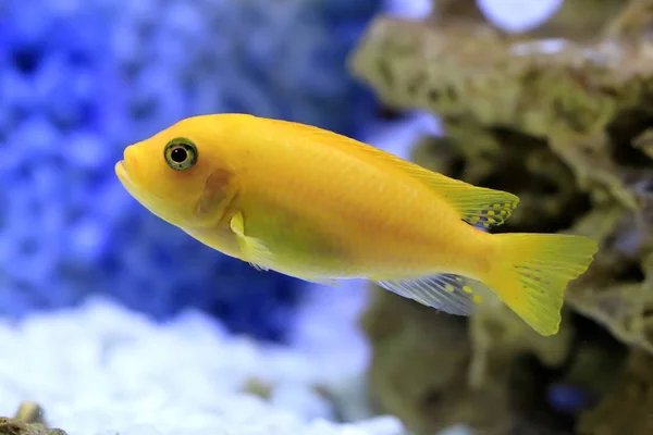 Malawi Zebra ciklid. Färgstarka akvarium fisk närbild — Stockfoto