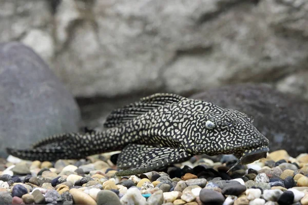 Pterygoplichthys gibbiceps. Fish on soil in the aquarium — Stock Photo, Image