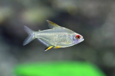 Hyphessobrycon pulchripinnis. Renkli balık limon Tetra Yüzme