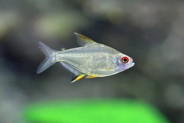 Hyphessobrycon pulchripinnis. Kolorowe ryby cytryna Tetra pływanie — Zdjęcie stockowe