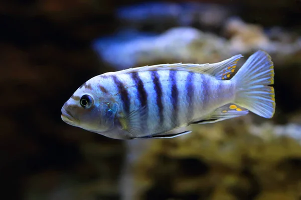 Peixes de aquário Pseudotropheus Saulosi close-up — Fotografia de Stock