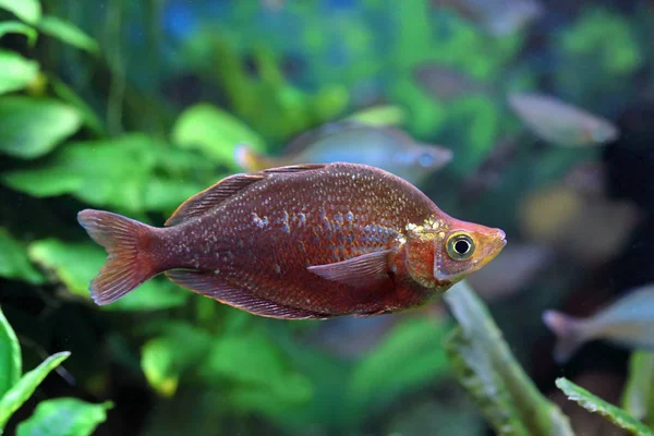 Glossolepis incisus. Coloridos peces nadando en el acuario — Foto de Stock