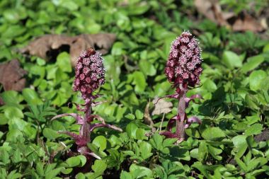 Petasites hybridus. Önümüzdeki çim bitkilerin