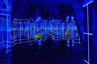 Novosibirsk Dolphinarium renkli iç