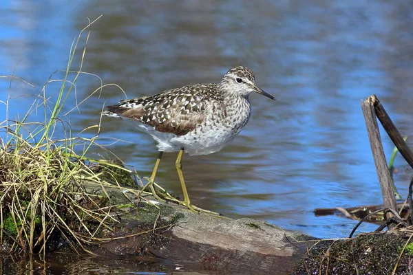 Tringa glareola. Ahşap sandpiper yakın çekim oturum açma — Stok fotoğraf