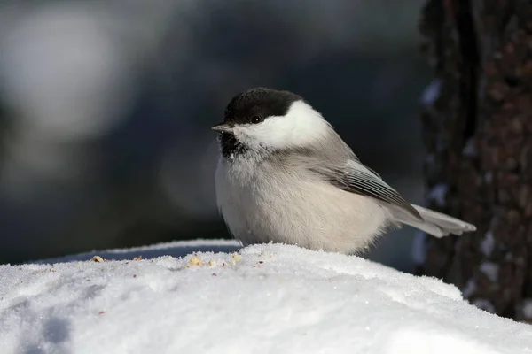 Poecile montanus. A closeup of a bird sitting on pure white snow — Stock Photo, Image