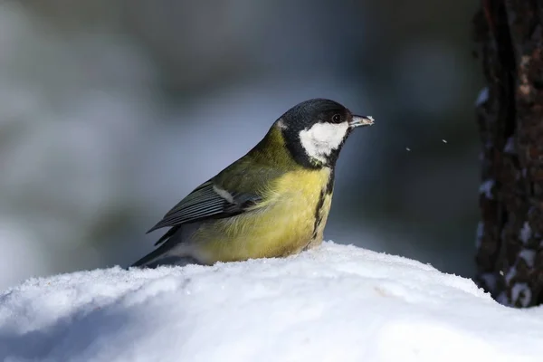 Parus större. Talgoxe på en frostig solig dag i skogen — Stockfoto