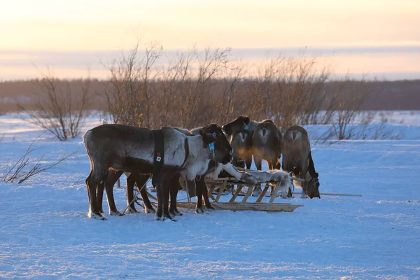 Reindeer sledding on a frosty evening in the tundra of Northern — Stock Photo, Image