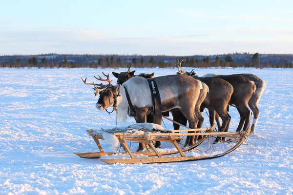 Reindeer sledding in the North of Siberia on a frosty evening — Stock Photo, Image