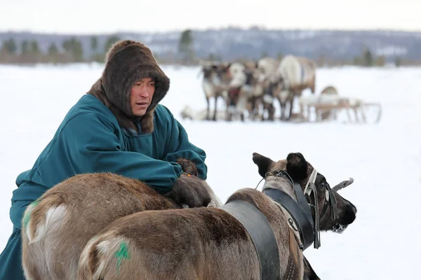 Pasterze reniferów mężczyzna półwyspu Jamał, w pobliżu zimowych reindee — Zdjęcie stockowe