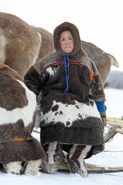 Çocuk Nenets Ren geyiği çobanı bir kızak üzerinde oturur — Stok fotoğraf