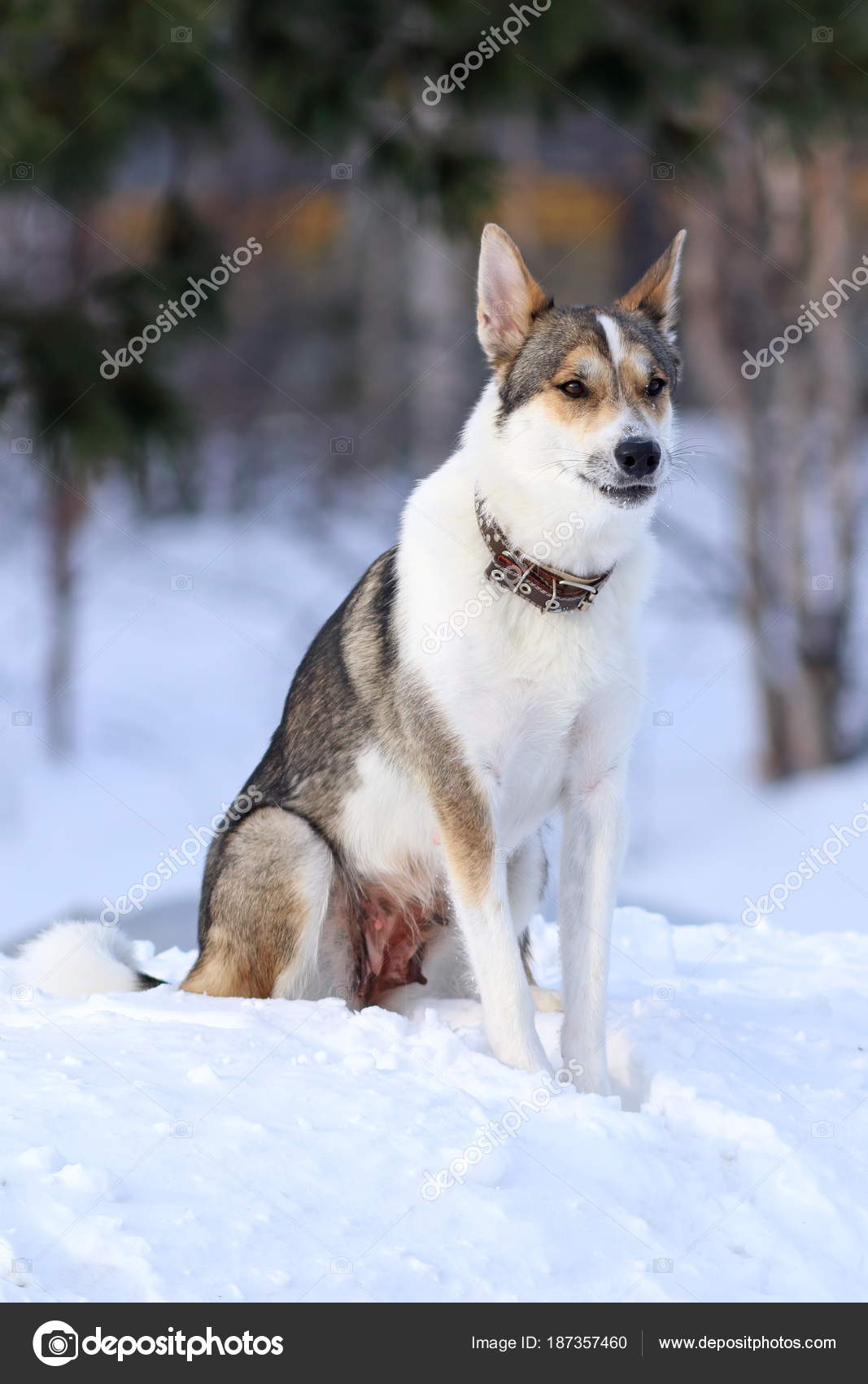 west siberian husky