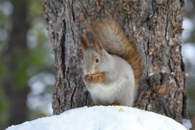 Sciurus vulgaris. Bir kış günü Kızıl sincap fındık th içinde yer.