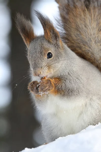 Sciurus vulgaris. Red squirrel on a winter's day — Stock Photo, Image