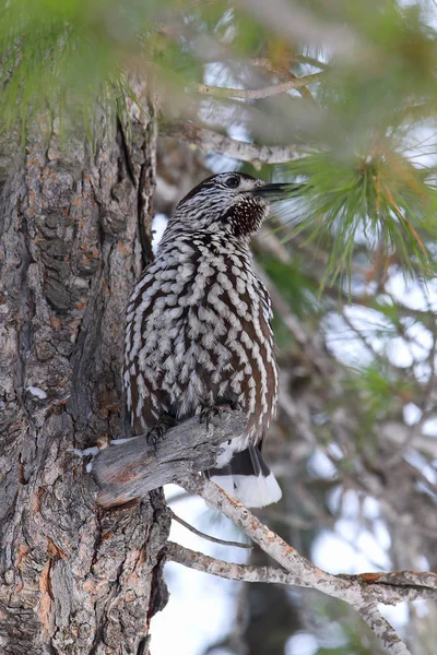 Nucifraga caryocatactes. Nutcracker in the winter sitting on a t — Stock Photo, Image