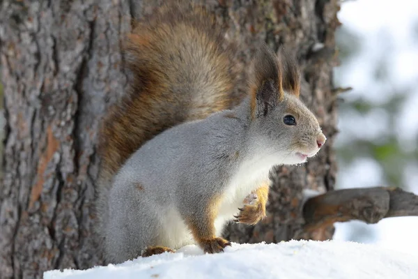 Red squirrel on a winter's day in Yamal — Stock Photo, Image
