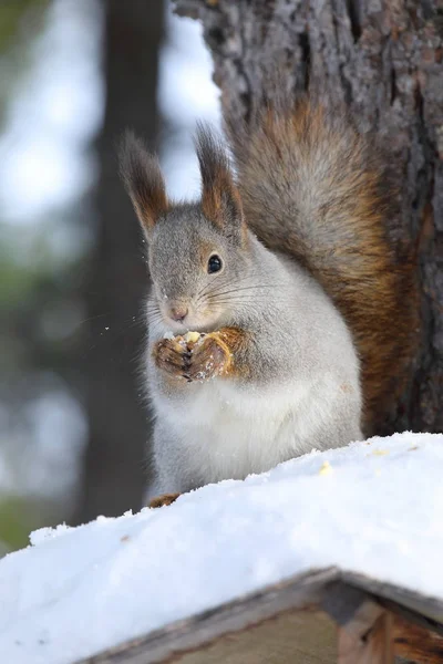 Sciurus vulgaris. Red squirrel on a winter's day in Yamal — Stock Photo, Image