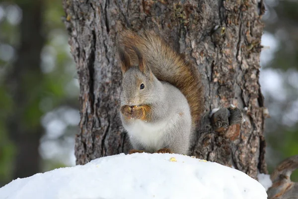 Red squirrel on a winter's day eats nuts in the snow — Stock Photo, Image