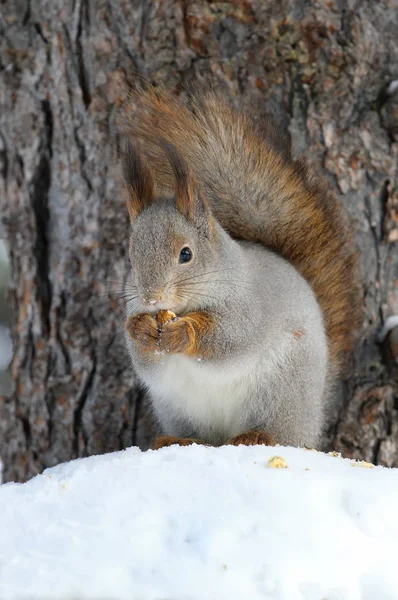 Sciurus vulgaris. Lustiges rotes Eichhörnchen frisst an einem Wintertag Nüsse — Stockfoto