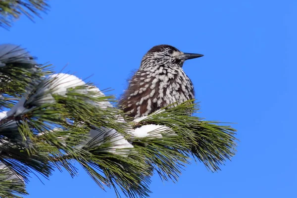 Nucifraga caryocatactes. Pássaro no fundo do céu azul — Fotografia de Stock