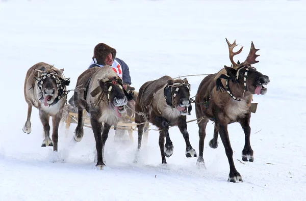 Traditional reindeer sled racing among the indigenous peoples of — Stock Photo, Image