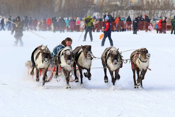 驯鹿雪橇赛跑在俄国的土著人民之中 — 图库照片