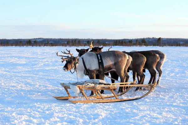 Team Northern domestic reindeer on the Yamal Peninsula — Stock Photo, Image