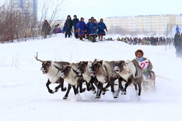 Competições tradicionais de trenó de renas de inverno entre os índios Fotos De Bancos De Imagens Sem Royalties