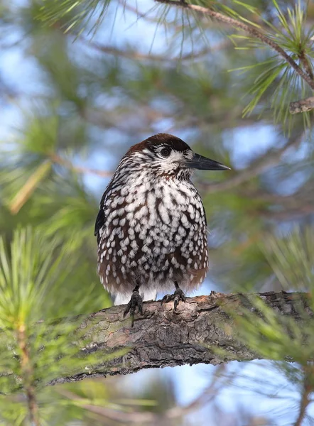 Fågel Nötknäpparen sitter bland barr och grenar — Stockfoto